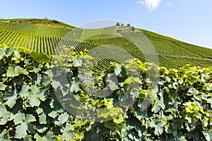 Famous green terraced vineyards in Mosel river valley, Germany, production of quality white and red wine, riesling