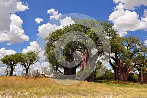 Baines baobabs in Nxai pan,Botswana