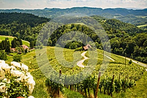 Famous Heart shaped wine road in Austria / Slovenia travel destination