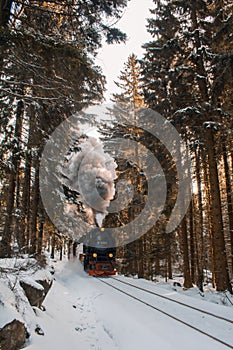 Famous and historic Brockenbahn in the forest at Harz Mountains National Park, Germany