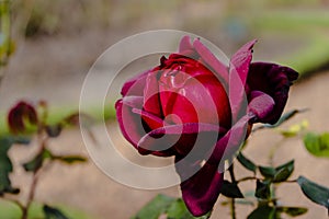 Famous Imprerator Crimson Wave variety of deep red ornamental rose grown in the rose garden of Palermo in Buenos Aires. Ornamental photo