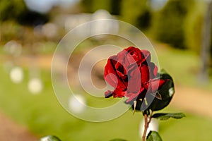 Famous Imprerator Crimson Wave variety of deep red ornamental rose grown in the rose garden of Palermo in Buenos Aires. Ornamental photo