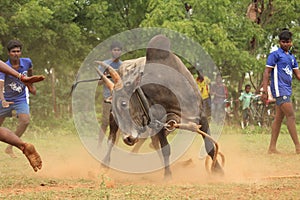 Jallikattu bull