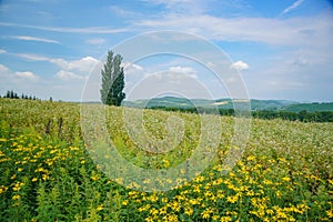 The famous Ken & Mary Tree