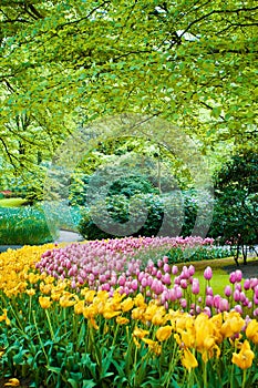 Famous Keukenhof garden, Holland