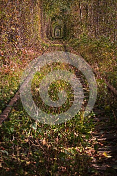 Famous landscape called Tunnel of Love, Ukraine. Railway with colorful natural tunnel in autumn. Magical autumn landscape.