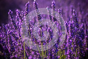 Famous lavender fields in France Provence