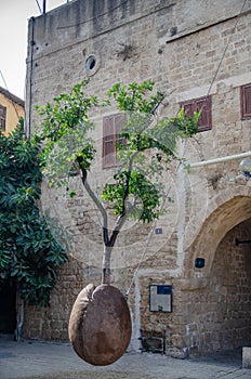 Famous levitated citrus tree in old Jaffa