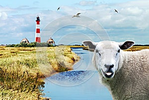 The famous Lighthouse Westerhever with a laughing sheep in the salt meadows, Germany