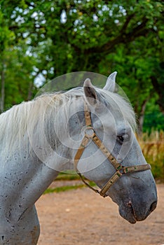 Famous Lipizzan horses in Slovenian village Lipica