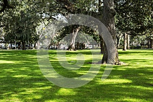 famous live Southern Live Oaks covered in Spanish Moss growing in Savannah`s historic squares. Savannah, Georgia