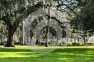 famous live Southern Live Oaks covered in Spanish Moss growing in Savannah`s historic squares. Savannah, Georgia