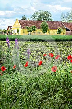 Famous local building in Temerin, Vojvodina with spring flowers