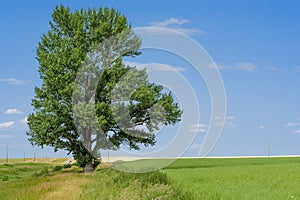 Lone Tree Near Swift Current. photo