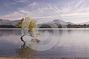 Famous lonely Willow tree in Lake Wanaka, New Zealand