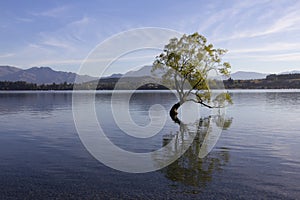 Famous lonely Willow tree in Lake Wanaka, New Zealand