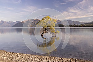 Famous lonely Willow tree in Lake Wanaka, New Zealand