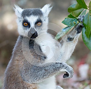 Famous Madagascar Maki lemur, Ring tailed lemur, eating