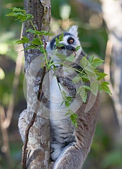 Famous Madagascar Maki lemur, Ring tailed lemur, eating