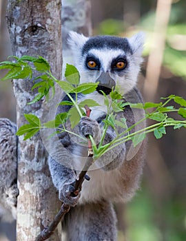 Famous Madagascar Maki lemur, Ring tailed lemur, eating