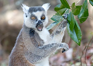 Famous Madagascar Maki lemur, Ring tailed lemur, eating