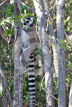 Famous Madagascar Maki lemur, Ring tailed lemur, eating