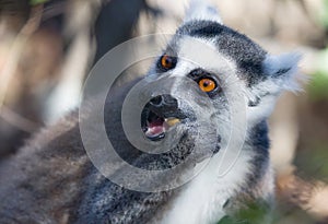 Famous Madagascar Maki lemur, Ring tailed lemur, eating