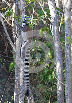 Famous Madagascar Maki lemur, Ring tailed lemur, eating