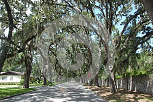 Famous Magnolia Street at St. Augustine, Florida.