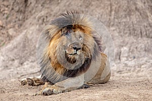 Famous male lion called Scar with beautiful mane and only one eye in Masai Mara Kenya