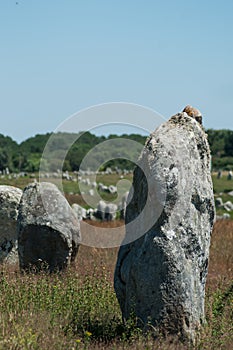Famous megalith alignment in Carnac Brittany  France