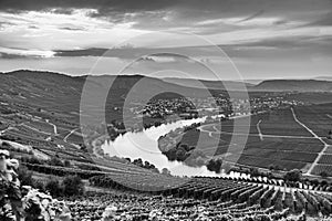 Famous Moselle Sinuosity with vineyards