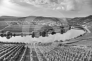 Famous Moselle Sinuosity with vineyards