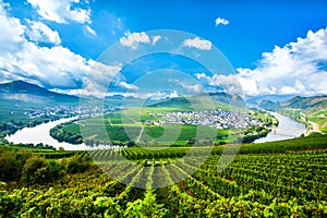 famous Moselle Sinuosity with vineyards