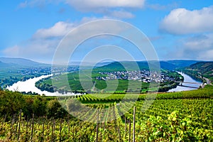 famous Moselle Sinuosity with vineyards