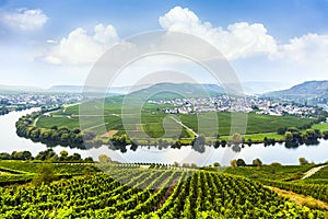 Famous Moselle Sinuosity with vineyards