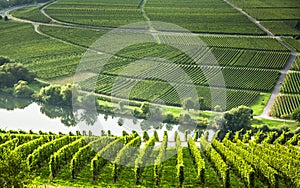 Famous Moselle Sinuosity with vineyards