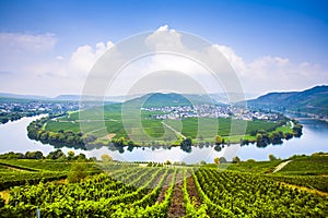 Famous Moselle Sinuosity with vineyards near Trittenheim