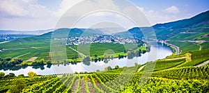 Famous Moselle Sinuosity with vineyards near Trittenheim