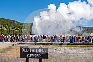 Famous Old Faithful Geyser in Yellowstone National Park, USA