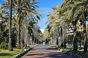 Famous palm grove in south of France