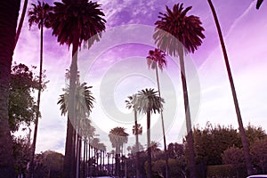 Famous palms of Beverly Hills in Los Angeles toned Monochrome u photo