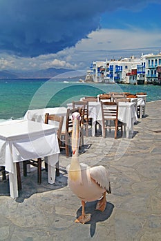 The famous pelecan walking by the sea on Mykonos island