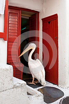 Famous pelican from Mykonos photo