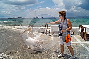 The famous Pelican of Mykonos island