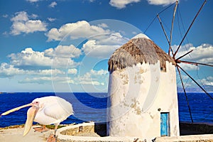 The famous pelican at the windmill of Mykonos, Greece