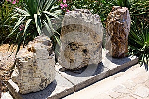 Famous petrified forest on Lesbos island, Greece