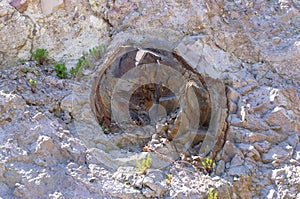 Famous petrified forest on Lesbos island, Greece
