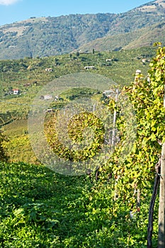 The famous Prosecco vineyards Nortern Italy, Veneto Region. Color image