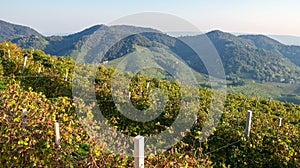 The famous Prosecco vineyards Nortern Italy, Veneto Region. Color image